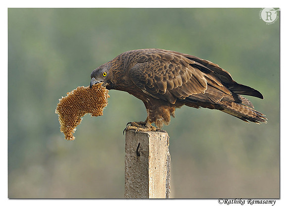 Oriental Honey Buzzard_DD33531