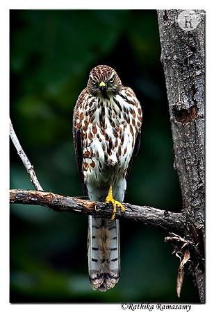 Shikra_BID3843