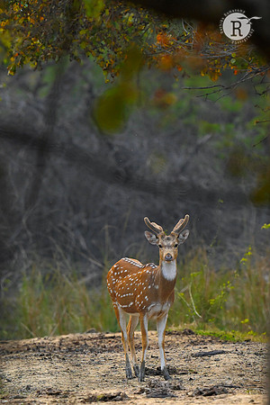 Spotted deer_BHR3414