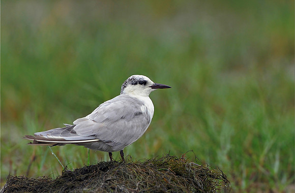 Whiskered Tern (Chlidonias hybridus)