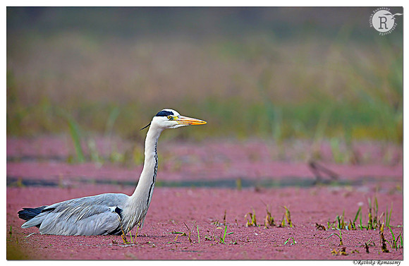 Gray heron(Ardea cinerea) _D4S8327