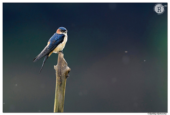 Red-rumped swallow (Cecropis daurica) _DSC3040