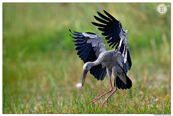Asian openbill stork (Anastomus oscitans) _D4S7179