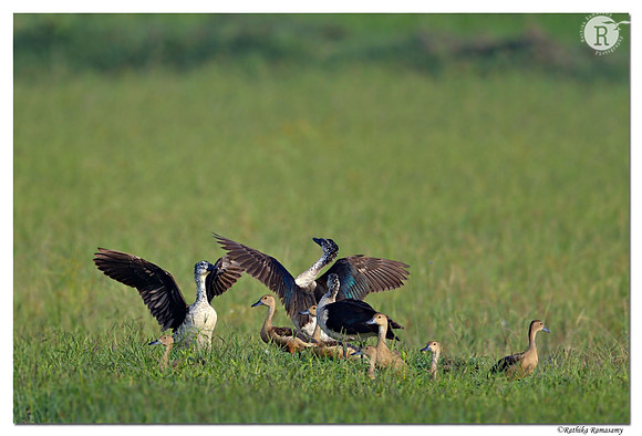 Comb Duck (Sarkidiornis melanotos) _D4R9263