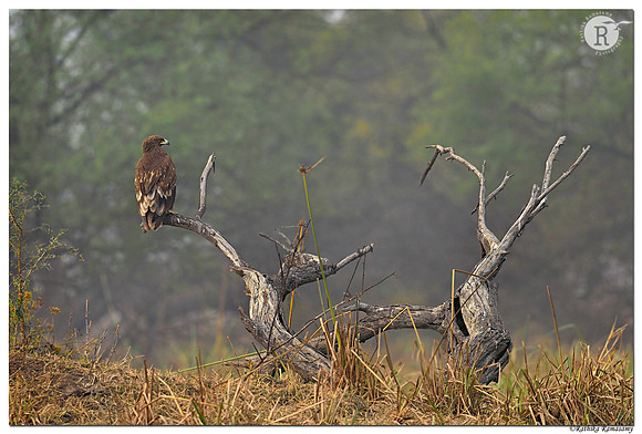 Indian spotted eagle (Clanga hastata)_D4S8155