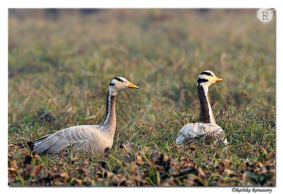 Bar-headed Goose (Anser indicus)_DD32526