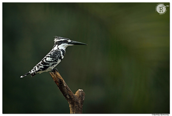Pied kingfisher (Ceryle rudis) _D4S7345