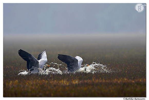 Bar-headed goose (Anser indicus)_D4S4217