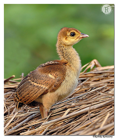 Indian Peafowl_DD35244