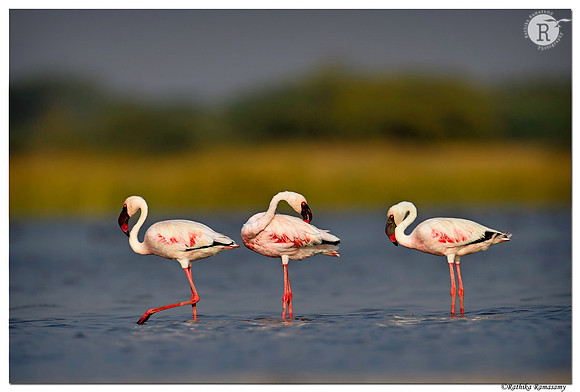 Lesser flamingo (Phoeniconaias minor)_D4S0170