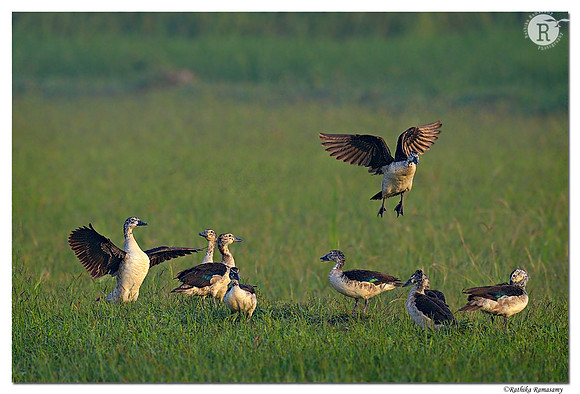 Comb duck(Sarkidiornis melanotos)_D4R0838