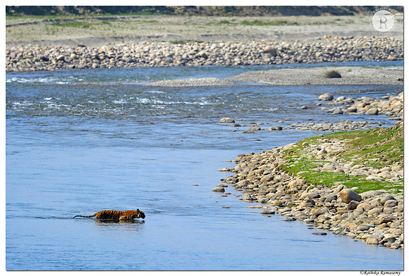 Tiger scape_D4R9472
