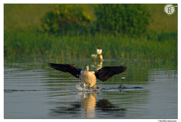 Comb duck(Sarkidiornis melanotos)_D4R0913