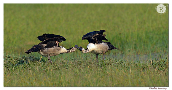 Comb duck(Sarkidiornis melanotos)_D4R1090