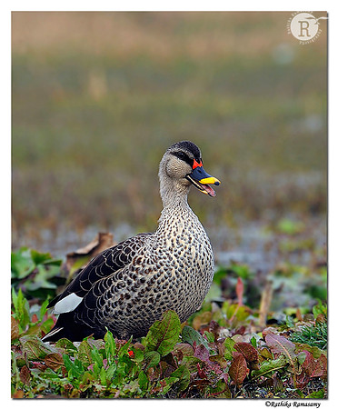Spot-billed Duck (Anas poecilorhyncha)_DD35094