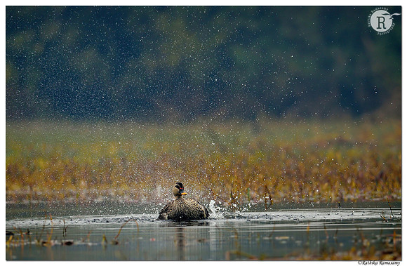 Spot-billed duck (Anas poecilorhyncha)_D4S5134