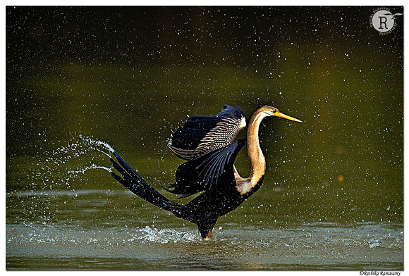 Oriental darter (Anhinga melanogaster)_D4S8871
