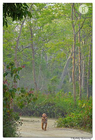 Tiger scape_DP4_7375
