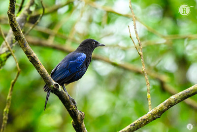 Malabar whistling thrush (Myophonus horsfieldii)_VAL1413