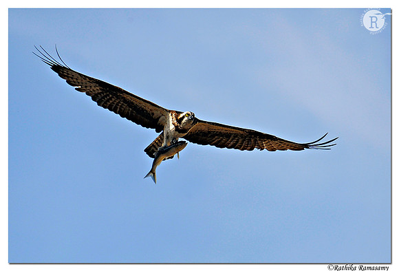 Osprey (Pandion haliaetus)_DD36802