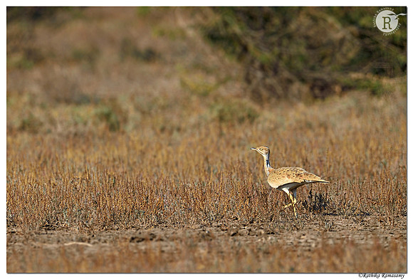 McQueen's Bustard(Chlamydotis macqueenii) _D4S9450