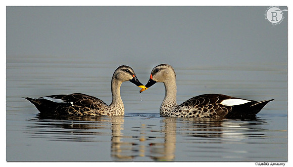 Spot-billed Duck (Anas poecilorhyncha) D4R9304