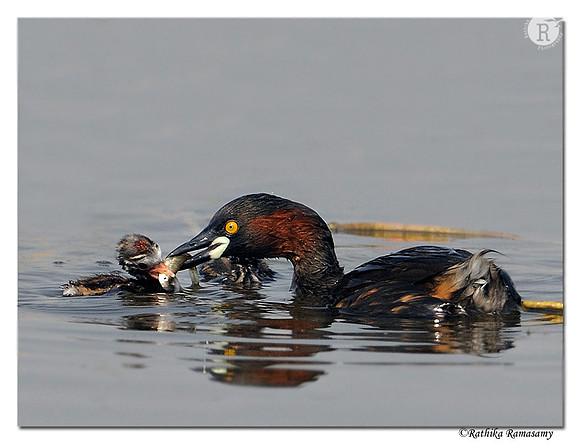 Little Grebe_DD39562