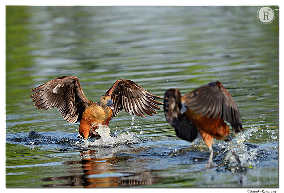 Lesser Whistling Duck (Dendrocygna javanica)_D4R9625