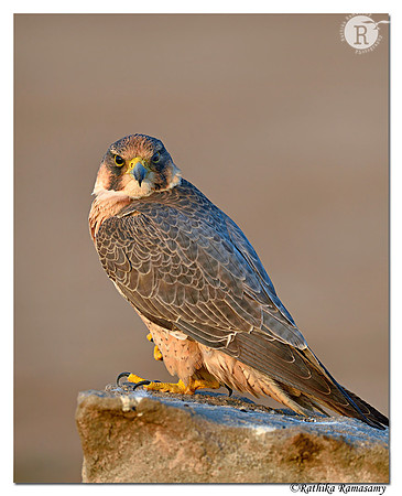 Red-naped Shaheen_D4S9009