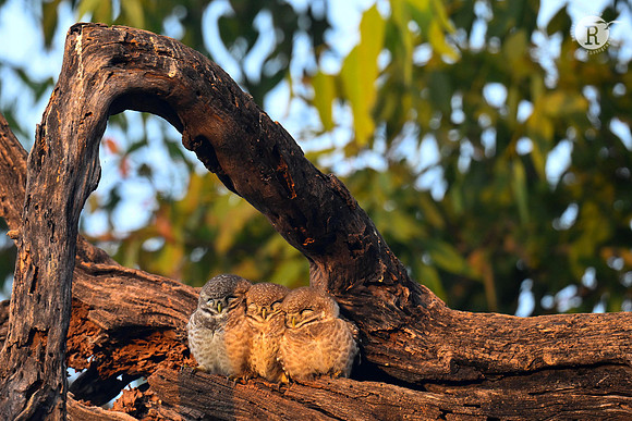 Spotted owlet_KAZ1532