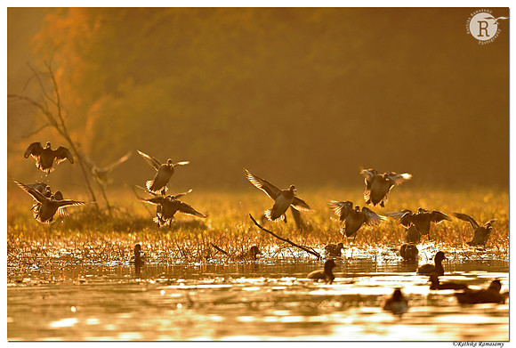 Northern pintail (Anas acuta)_D4S4886