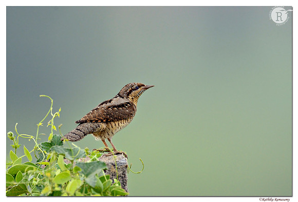 Eurasian Wryneck (Jynx torquilla) _D4R0228
