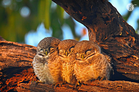 Spotted owlet_KAZ1528