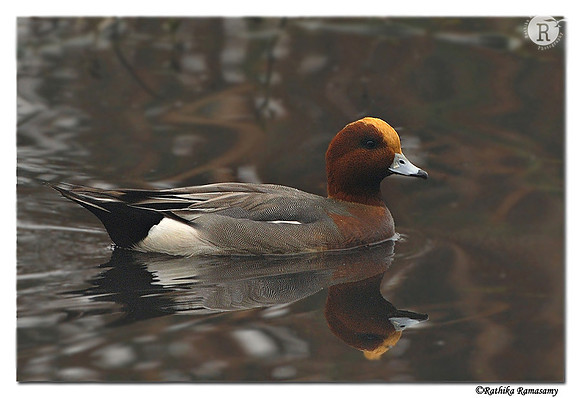 European Wigeon (Anas penelope)-_DD33177