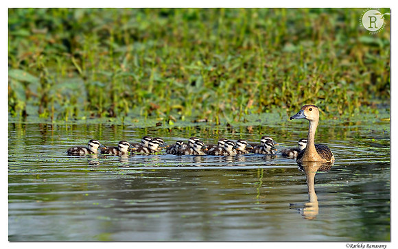 Lesser Whistling Duck (Dendrocygna javanica)_D4R9477