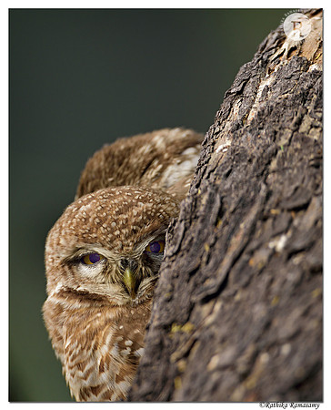 Spotted owlet (Athene brama)_D4S5445