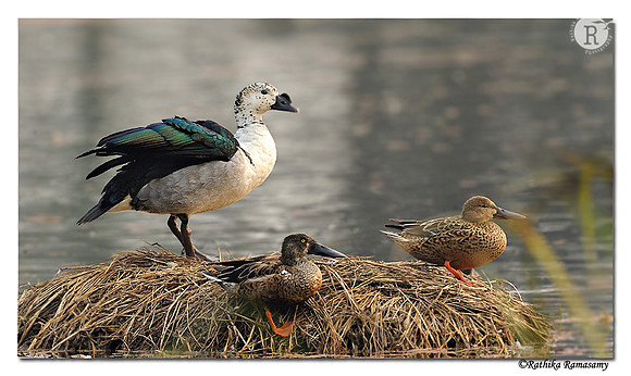 Comb Duck(Sarkidiornis melanotos)_DD32434