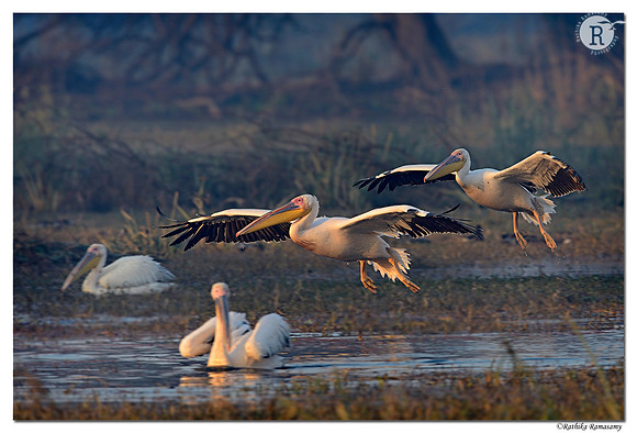 Pelicans_D4R2344