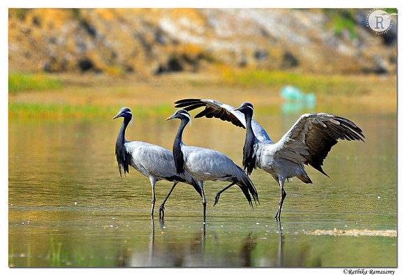 Demoiselle Crane(Anthropoides virgo)_D4R8922