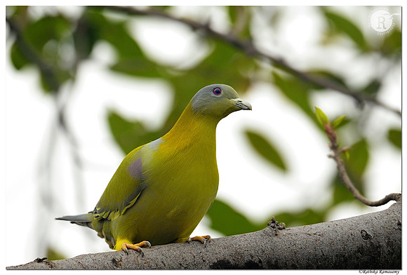 Yellow-footed green pigeon (Treron phoenicoptera)_D4S7084