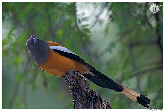 Rufous treepie (Dendrocitta vagabunda) _D4S6460
