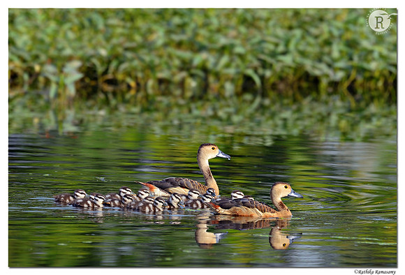 Lesser Whistling Duck (Dendrocygna javanica)_D4R9500