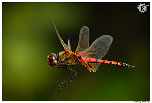 Dragonfly_D500537_filtered