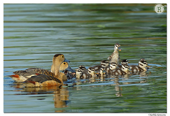 Lesser Whistling Duck (Dendrocygna javanica)_D4R9638