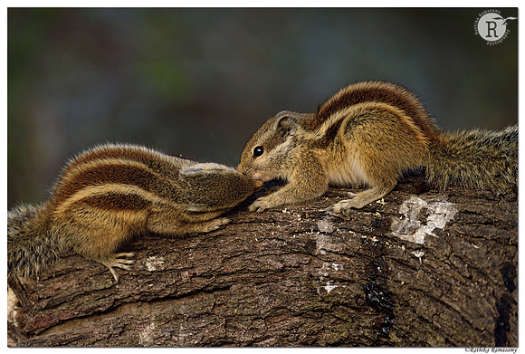 Squirrels _D4S6629