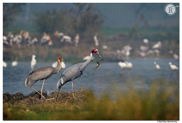 Sarus crane (Grus antigone)_D4S2124