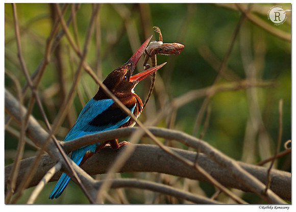 White-throated Kingfisher (Halcyon smyrnensis)_D4R8879
