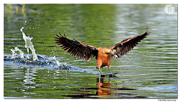 Lesser Whistling Duck (Dendrocygna javanica)_D4R9623