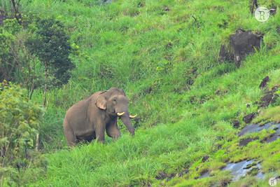 Elephant scape_VAL1908