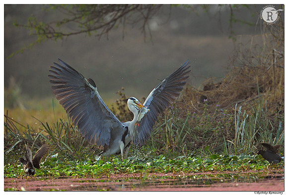 Grey heron (Ardea cinerea)_D4S8775